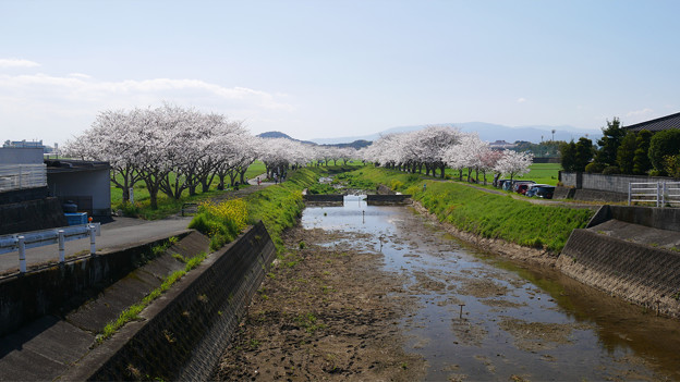 草場川の桜並木＠2021 (3) あさお観魚園横から