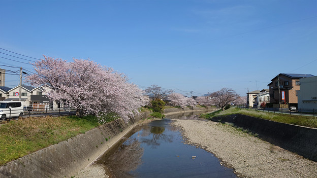 池田川河畔の桜 (1)