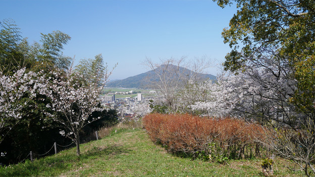 笹山公園 (12)
