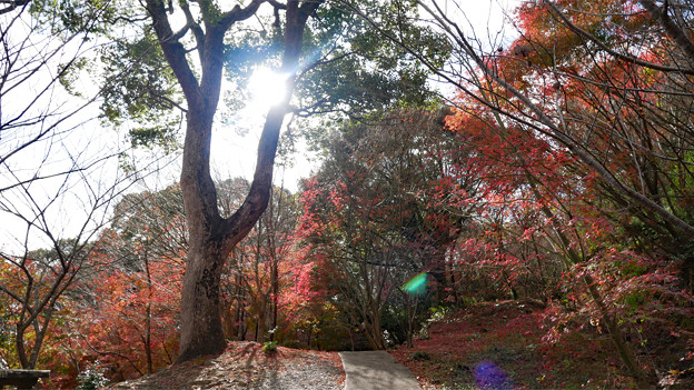 桜山公園 ～ 天満宮と紅葉 (3)