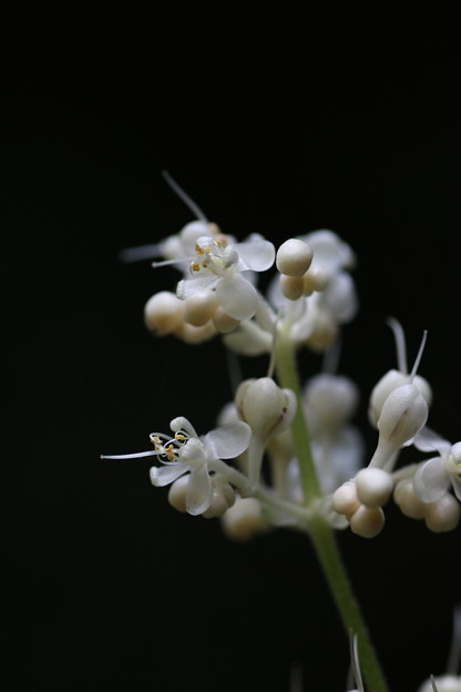 小さく白い花