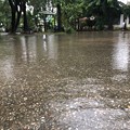 Photos: 大雨で池になっちゃった (2)