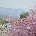 Photos: 山並みと満開の河津桜