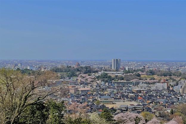 卯辰山から　桜 (2)