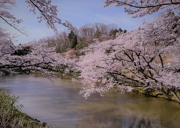 大池と満開の桜