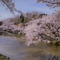 大池と満開の桜