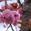 Photos: 八重の桜　　関山