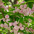 満開の兼六園菊桜（1）