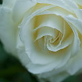 白いバラ（2）