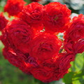 真紅のバラの花束？