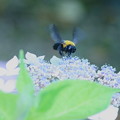 紫陽花にクマバチ（1）