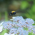 紫陽花にクマバチ（2）