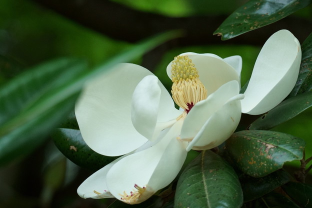タイサンボク（2）　巨大な花