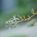 オリヅルランの小さな花