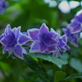 紫陽花と雨（1）