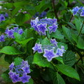 紫陽花と雨（2）