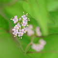 コムラサキの小さな花