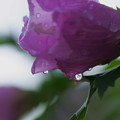 雨上がり　　ムクゲ・ピンク（1）
