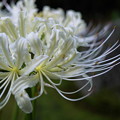 白いヒガンバナが開花(1)