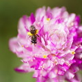 Photos: センニチコウに小さな蜂くん
