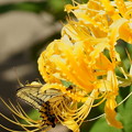 Photos: キアゲハと小さな蜂くん