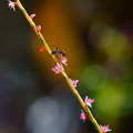 Photos: 小さなミズヒキの花に小さなアリさん