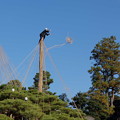 兼六園　雪吊りが始まり　手向松と日本武尊の像