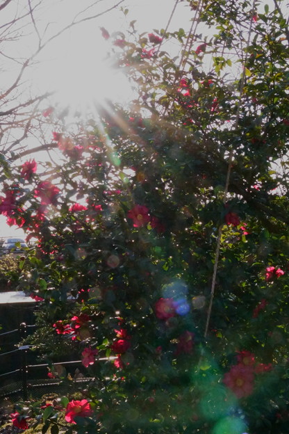 12月の山茶花に降り注ぐ　太陽