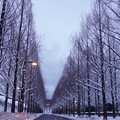 メタセコイア　雪の並木道（1）