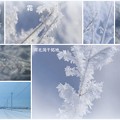 Photos: 霜の花