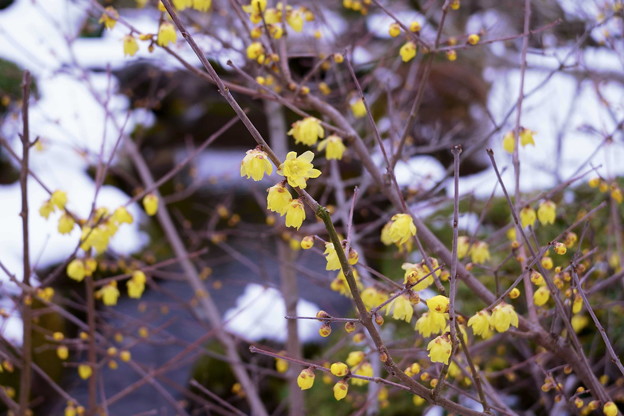 Photos: ロウバイ（1）　春を告げる