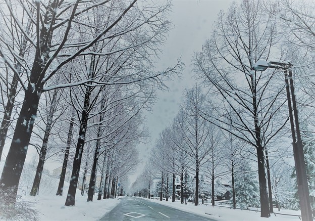 雪のメタセコイアの並木道