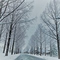 雪のメタセコイアの並木道