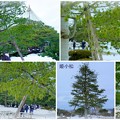 Photos: 兼六園 　 姫小松「3代目の特別名木」
