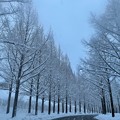 Photos: 雪のメタセコイアの並木道（1）