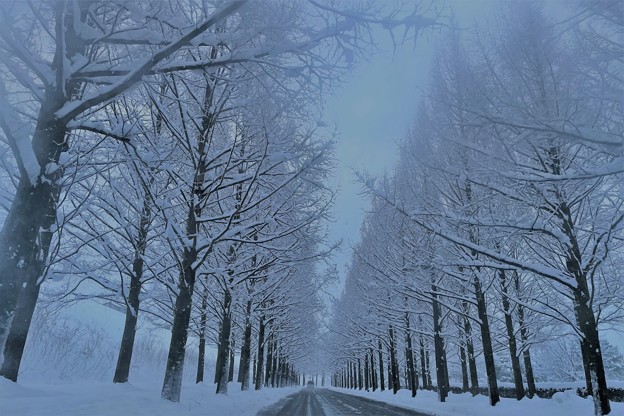 雪のメタセコイア並木道（2）