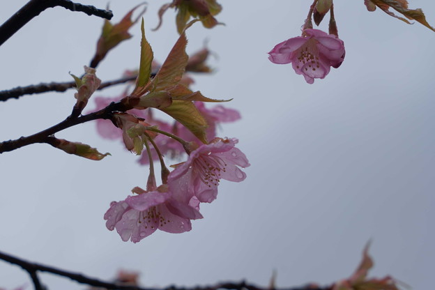 河津桜　　雨に濡れて開花