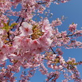 満開の河津桜（2）