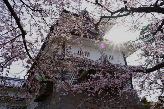 金沢城　菱櫓　満開の桜