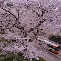 Photos: 桜バス