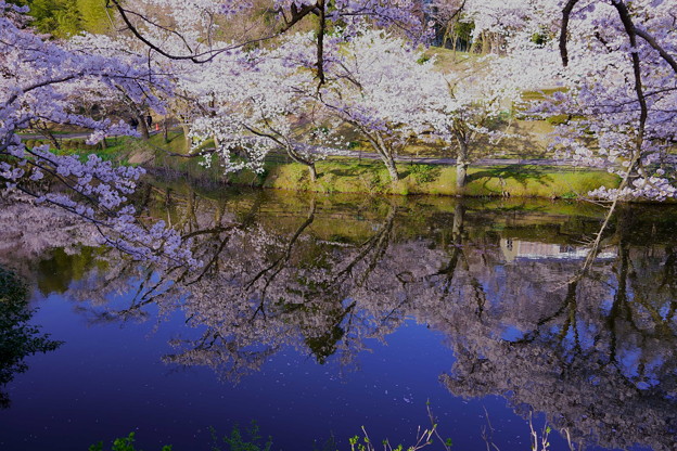 満開の桜と池（1）奥卯辰山健民公園