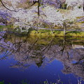 満開の桜と池（1）奥卯辰山健民公園