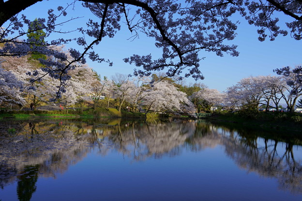 満開の桜と池（2）奥卯辰山健民公園