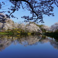 満開の桜と池（2）奥卯辰山健民公園