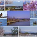 木場潟　桜と白山&amp;鳥