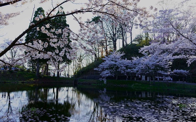 満開の桜池