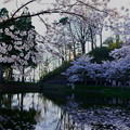 満開の桜池