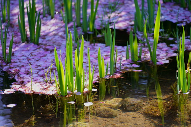 Photos: 曲水にカキツバタの若葉と花筏