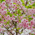 尾山神社　兼六園菊桜の子孫 (2)