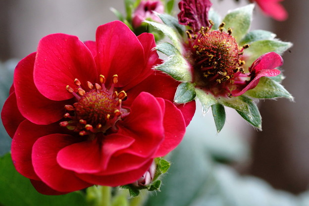 真っ赤な苺の花（1）